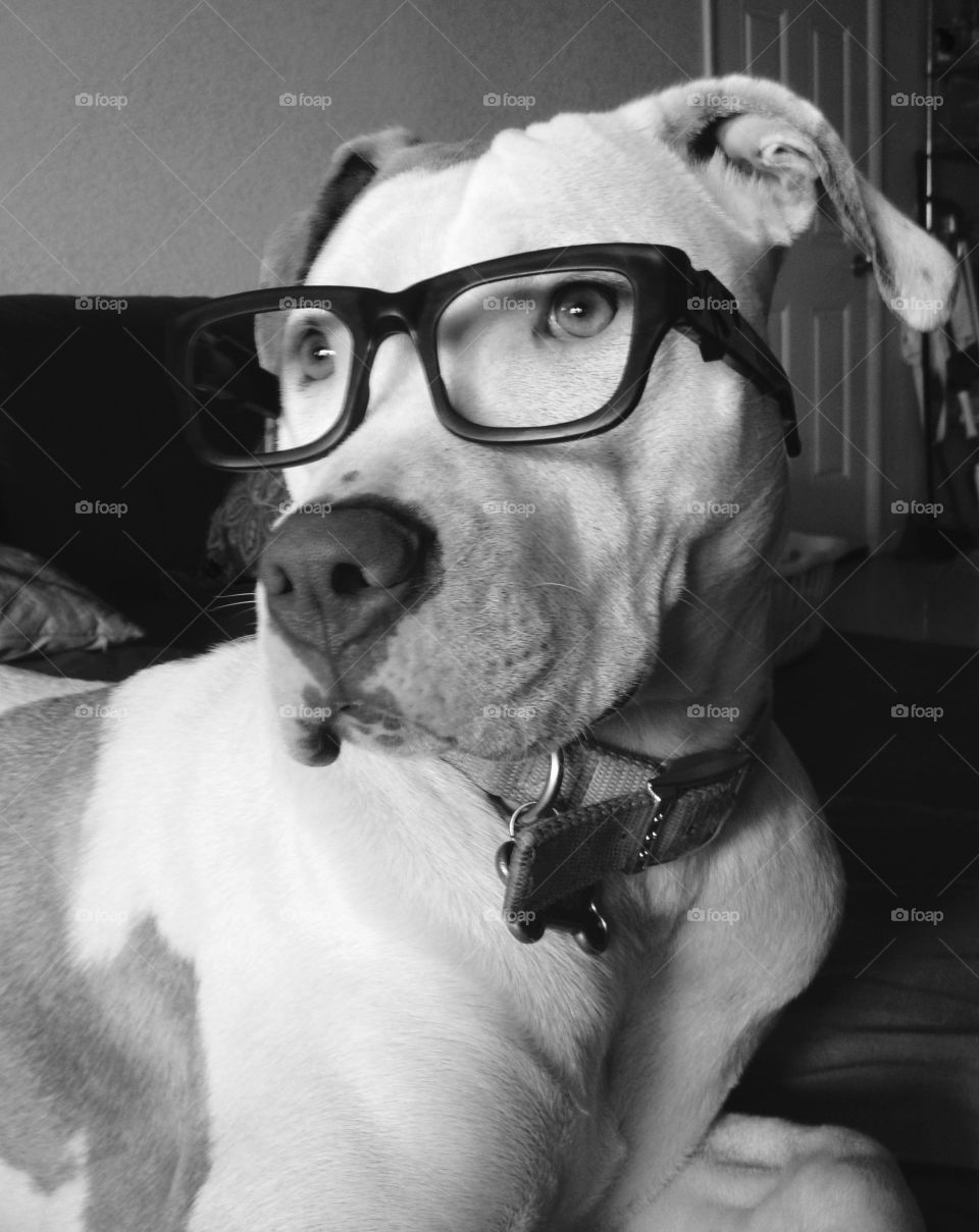 Dog In glasses 2. Pit bull in glasses