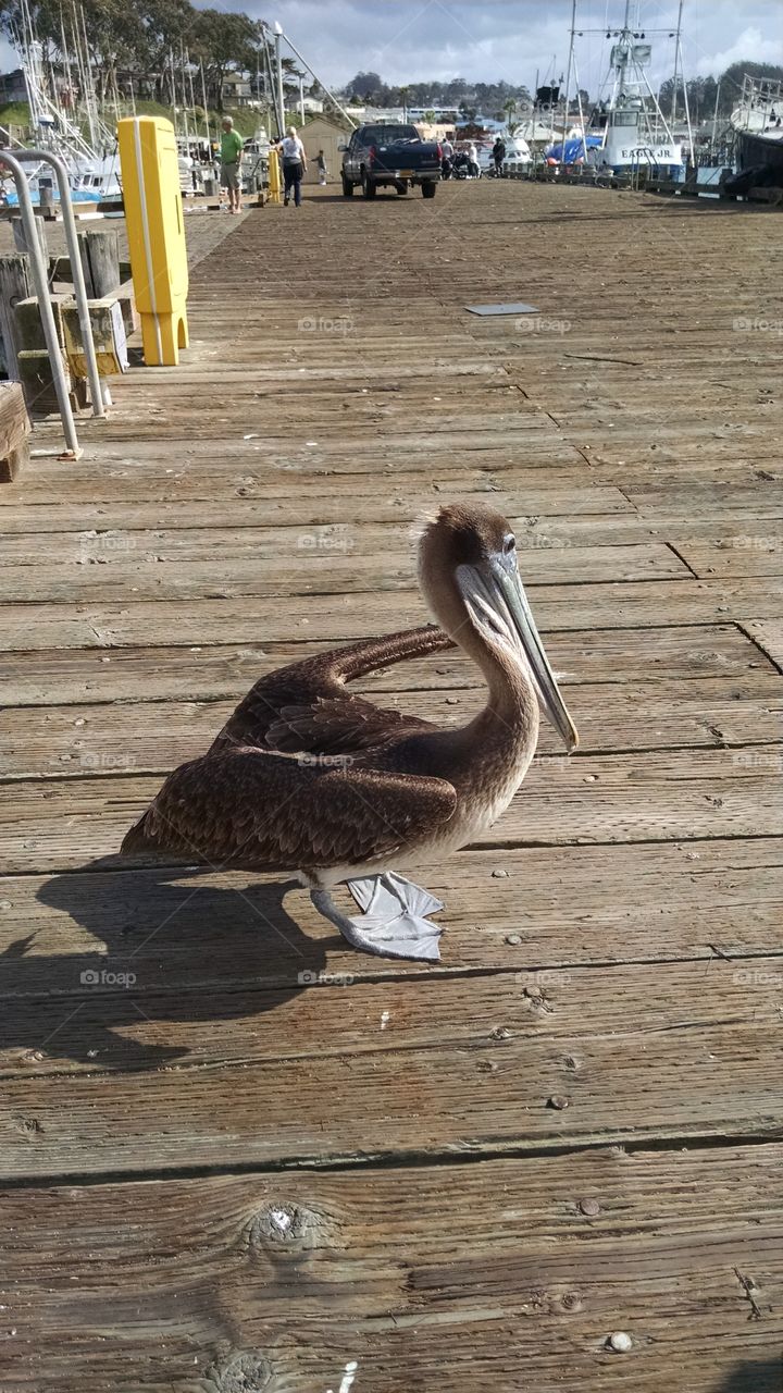 pelican. Pelican that tried to eat my bait