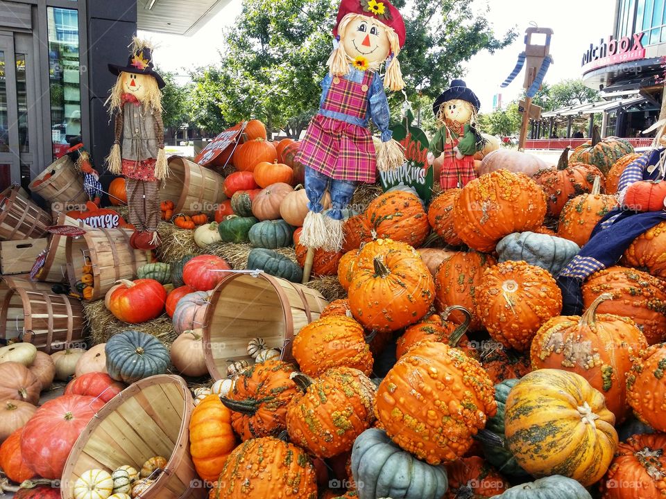 Urban pumpkin patch at Trader Joe's in Dallas Texas USA