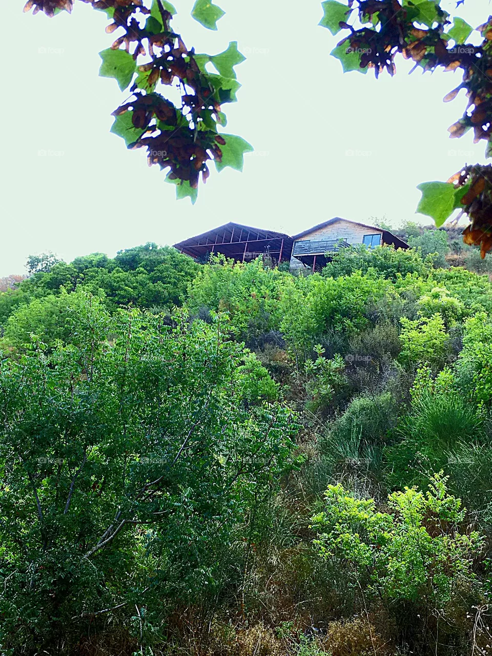 Jungle