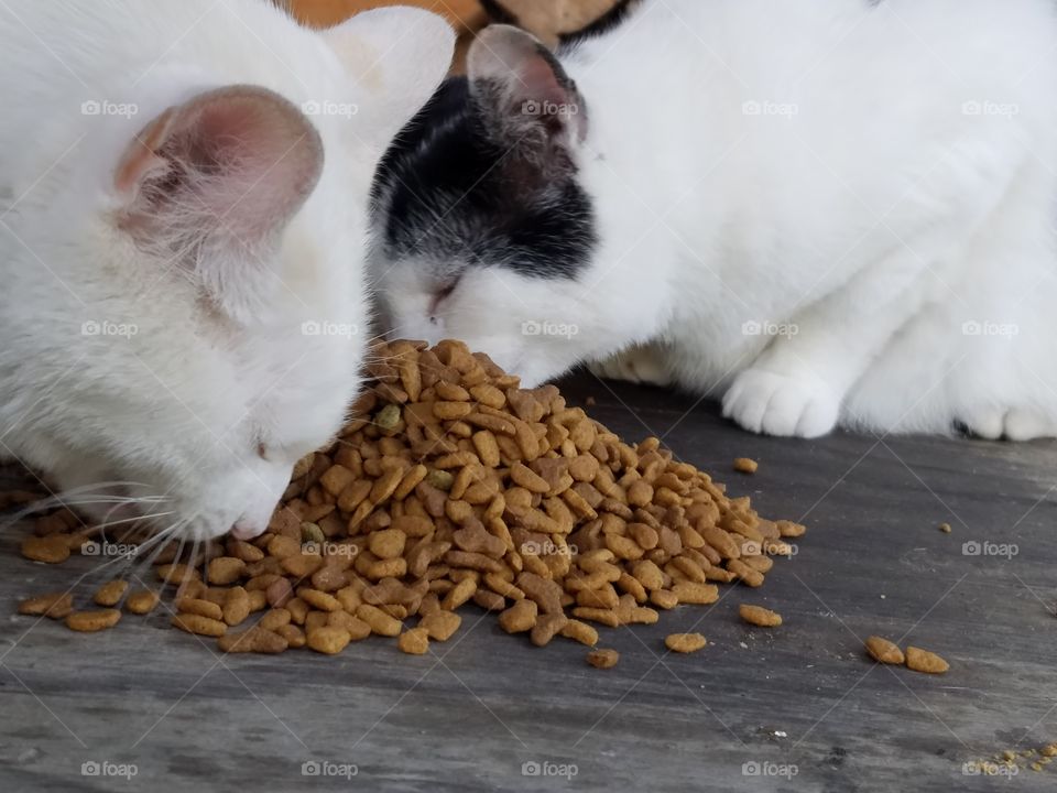 Two Cats Sharing Dinner