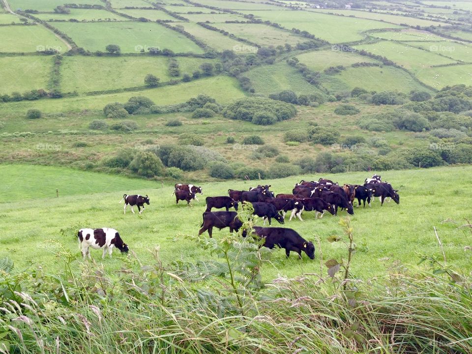 Grazing cattle