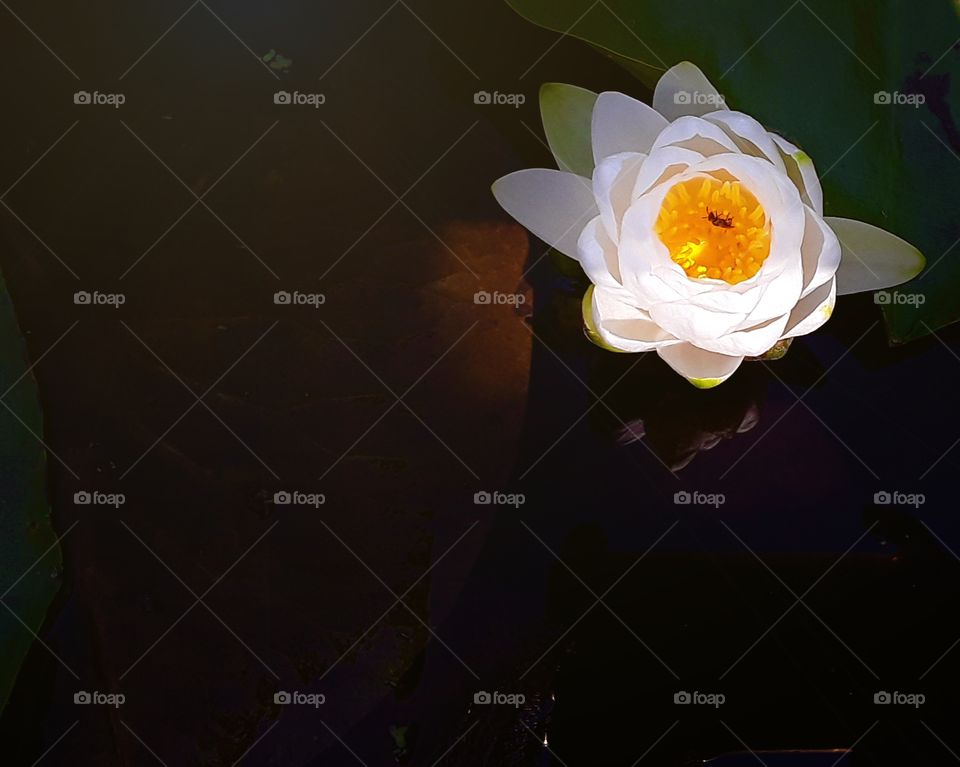 Water lily with an ant inside