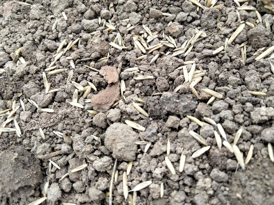 look at all the seeds