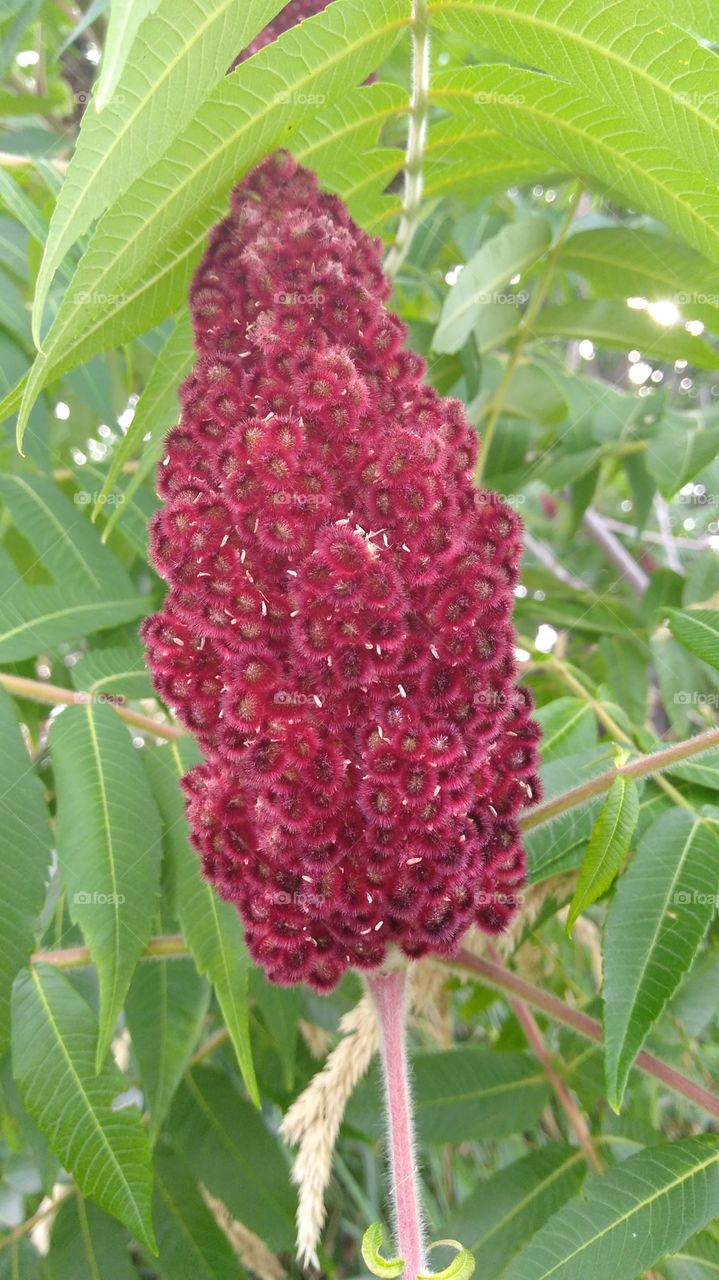 sumac