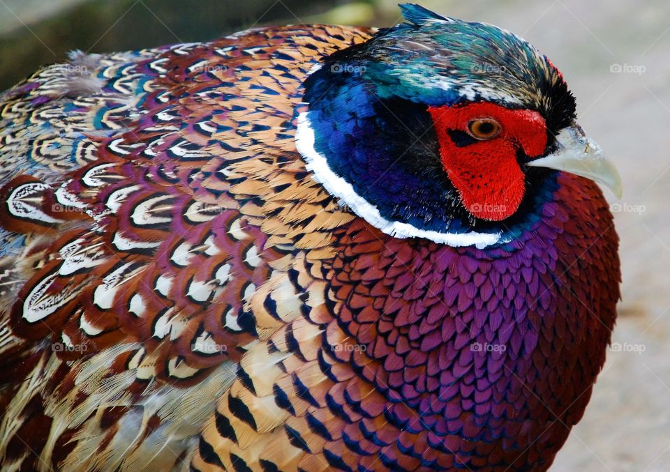 One of ringneck pheasants