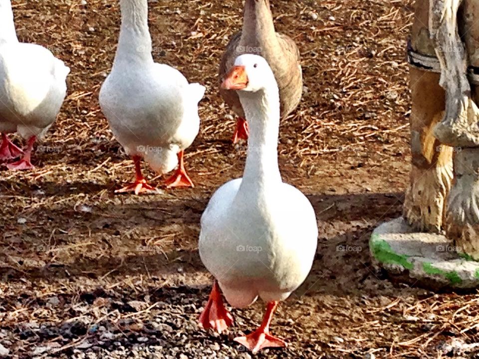 Duck duck goose 