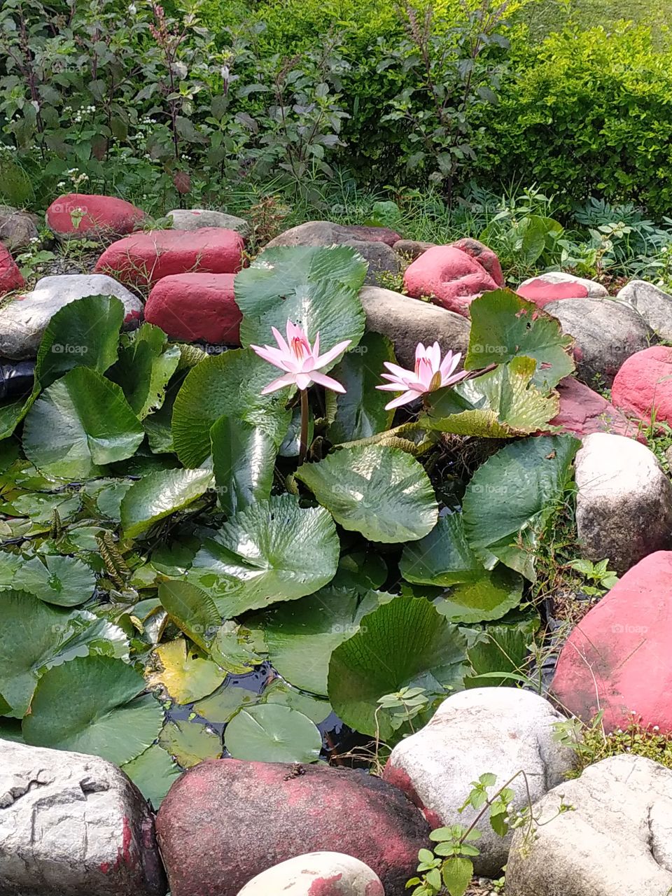 Pair of lotus flowers enjoying welcome sunshine of early autumn