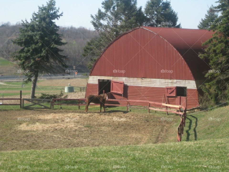 barn with a horse