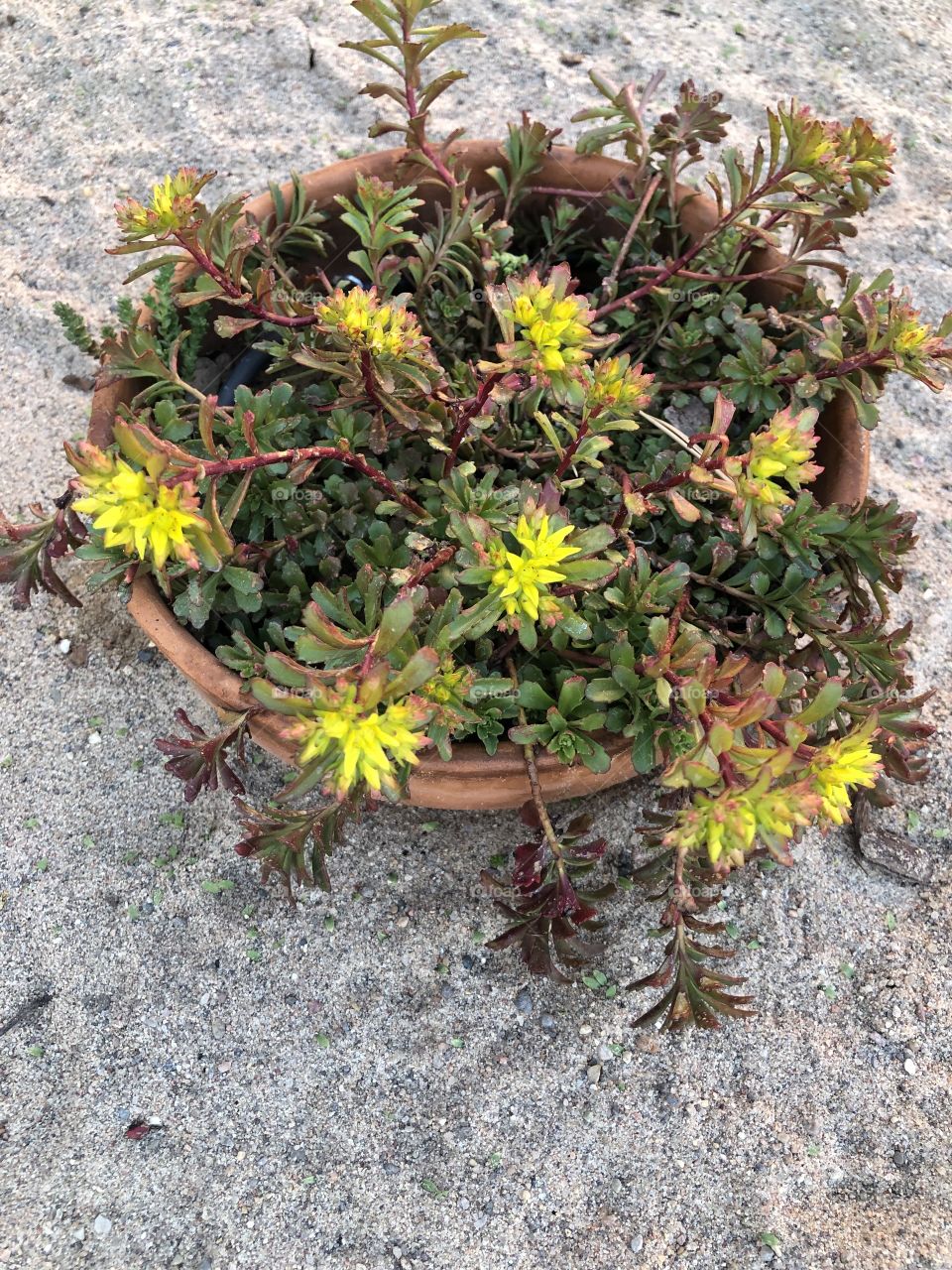 Blooming succulents 
