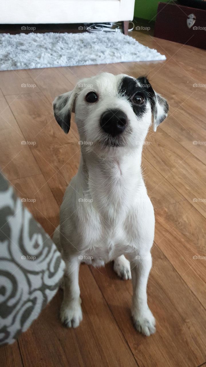 Parson Russell Terrier