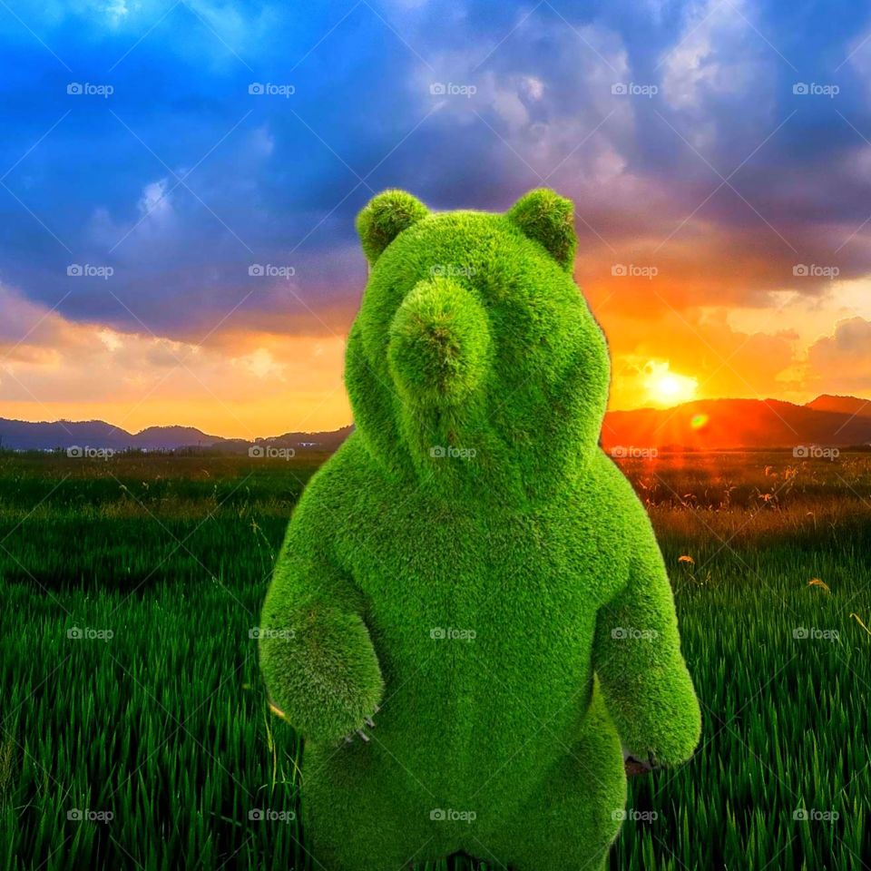 Green bear from grass on a green lawn against a background of sunset