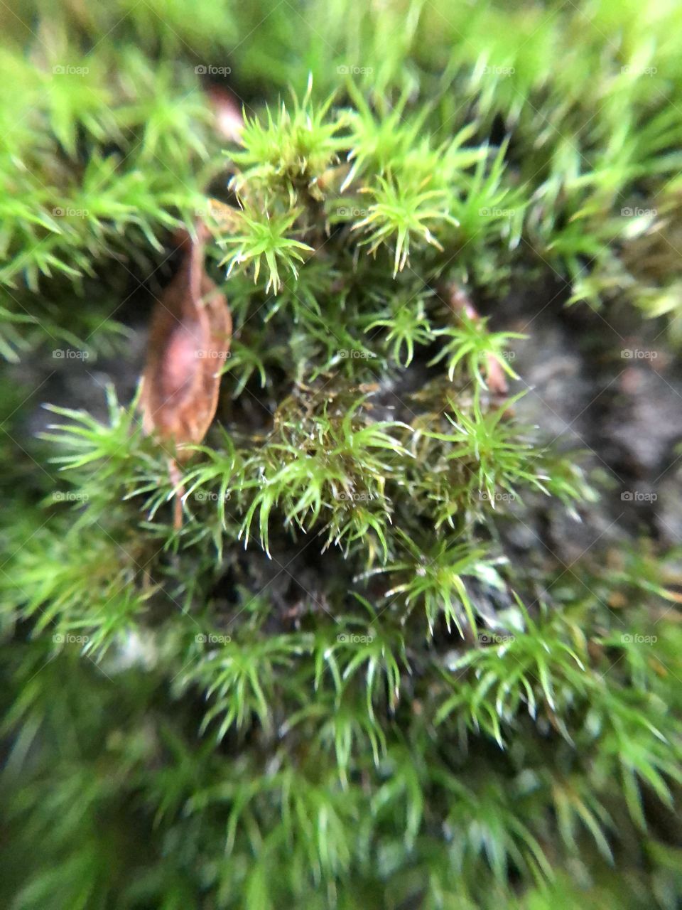 Micro Moss