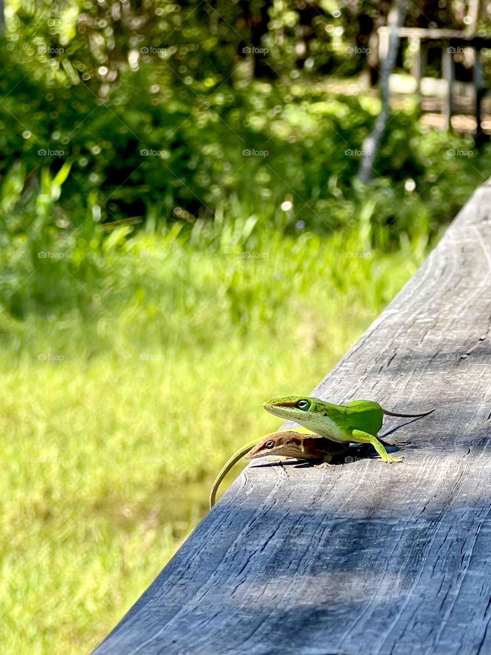 Closeup of two anole lizards on a wooden handrail in a nature park. Foreground focus on their springtime mating.