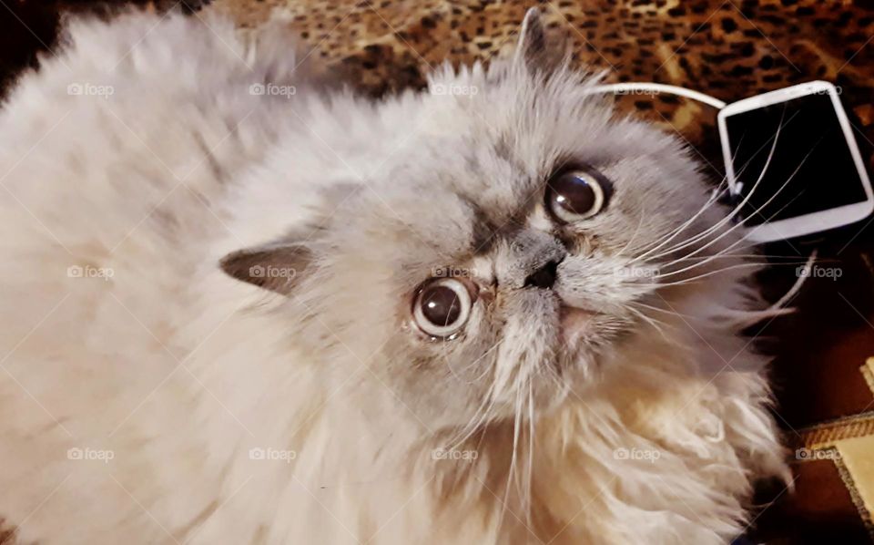 Persian cat