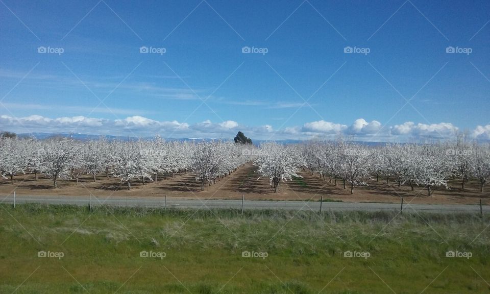 California Orchard