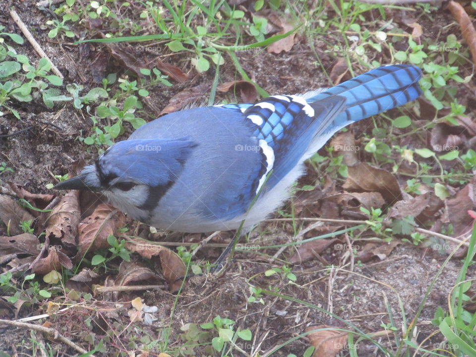 Blue Jay ground feeding