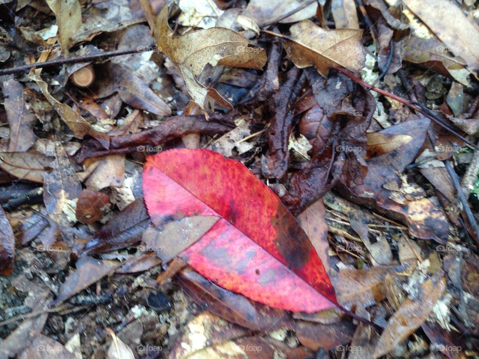 Colored leaves of Highsprings Florida in the woods
