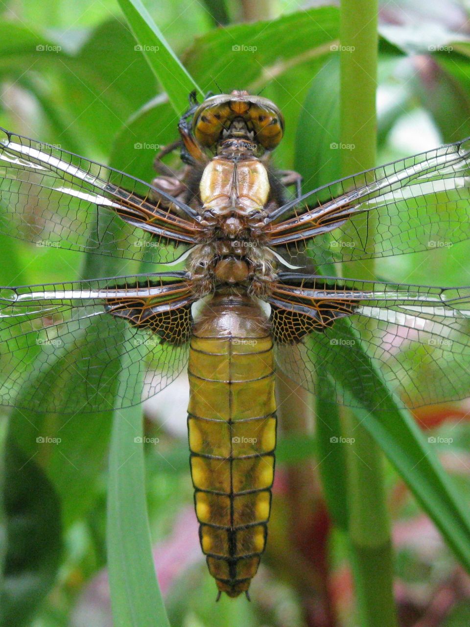 Dragonfly wings. Ready to spread its wings 