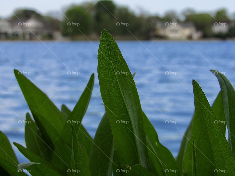 New York, Long Island, Nature, green leafs, trees, plants, outdoors, calm, relax, shades, grass, colors, sky, Clouds, water, lake, closeup, macro, 