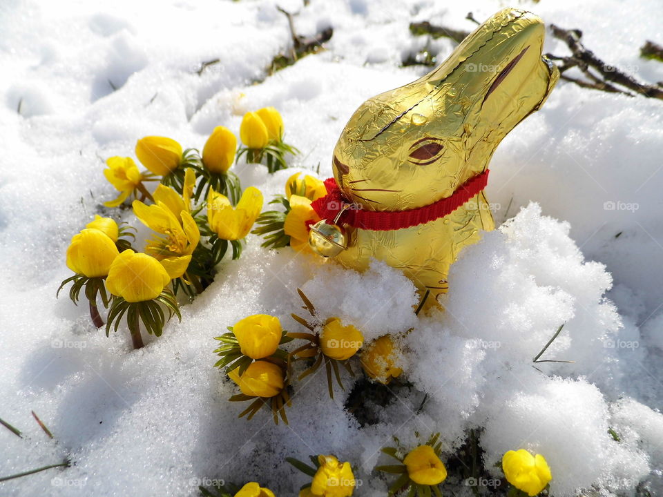 Well come Easter Rabbit chocolate  time, 1,April,2018