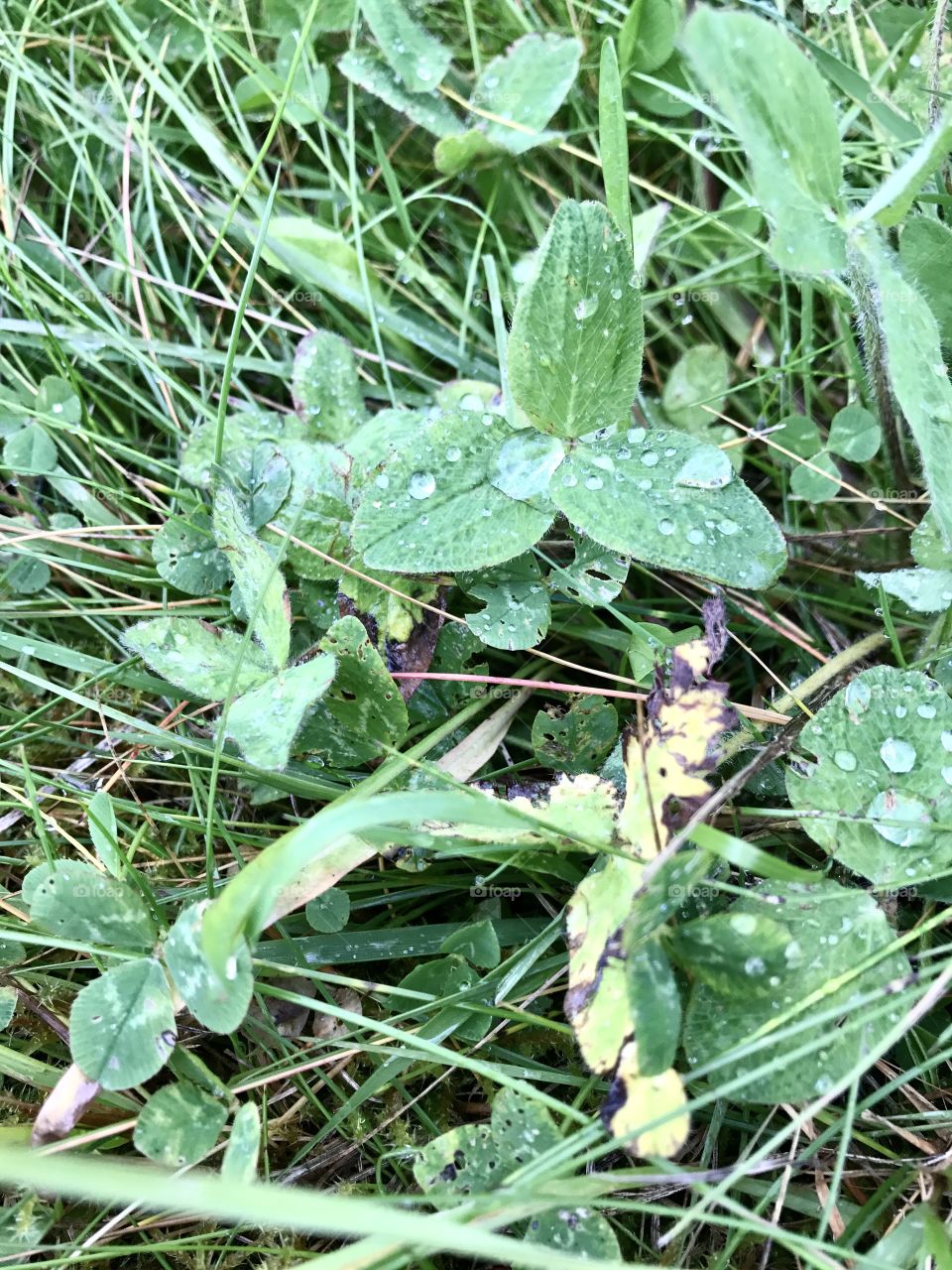 Raindrops on leafs.
