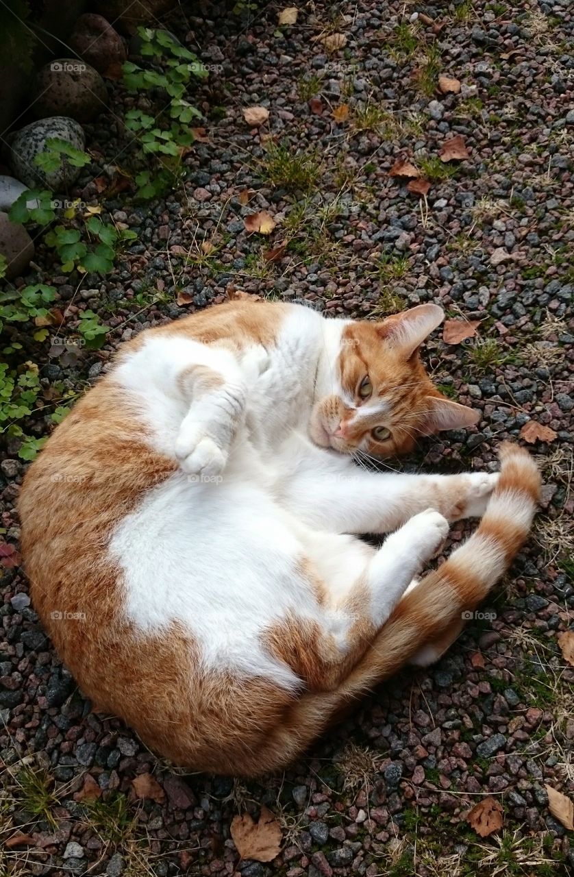 Lazy cat on field