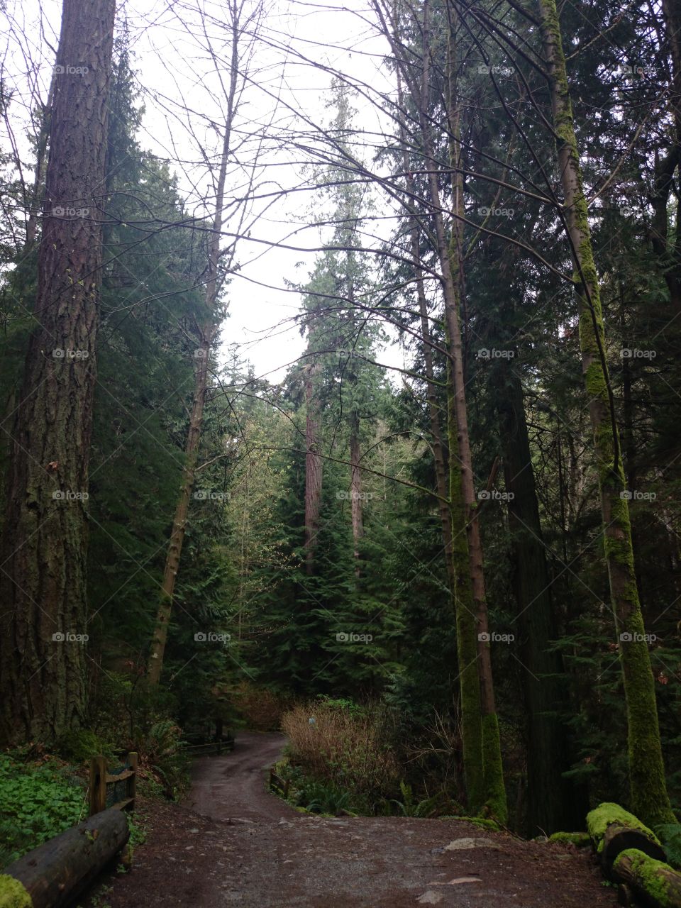 Road in the forest. north vancouver, british columbia canada march 2015 