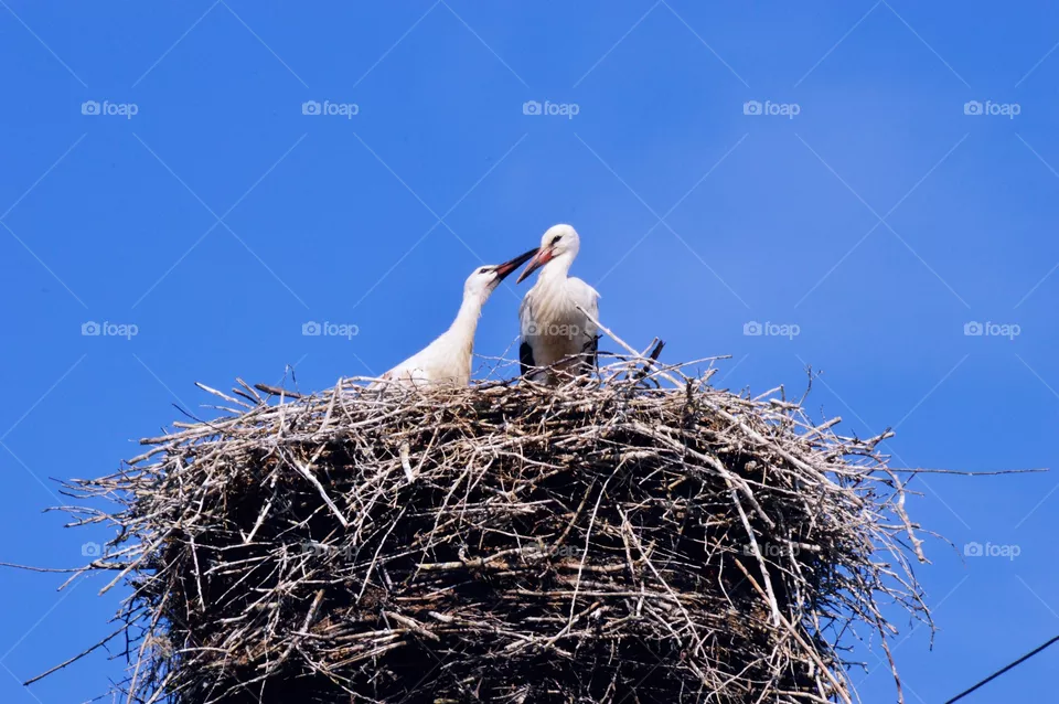 Animals