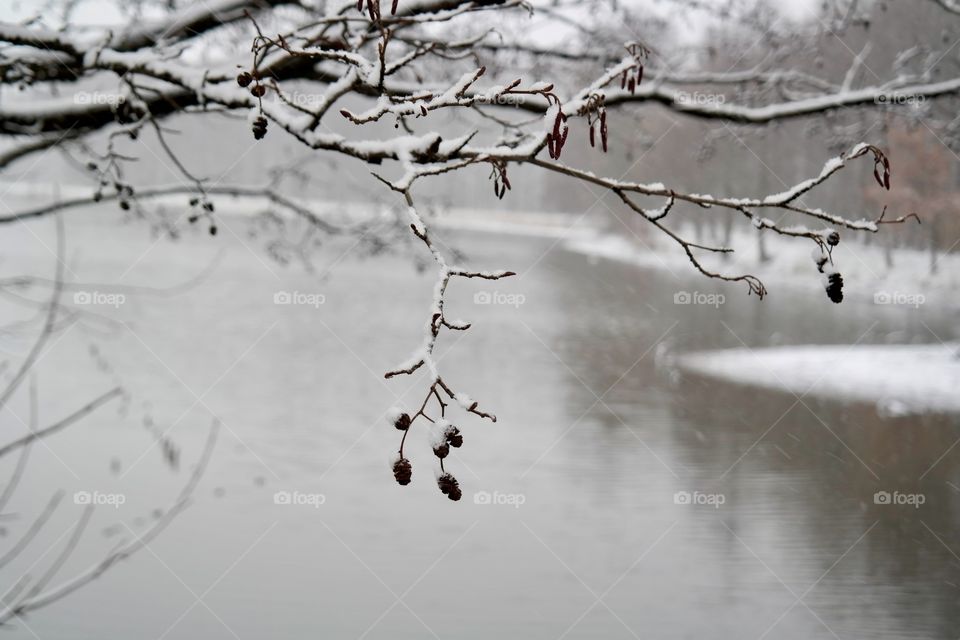 Snowy morning 