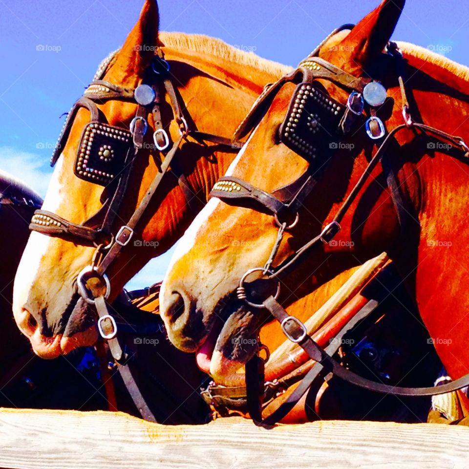 Close-up of two horses