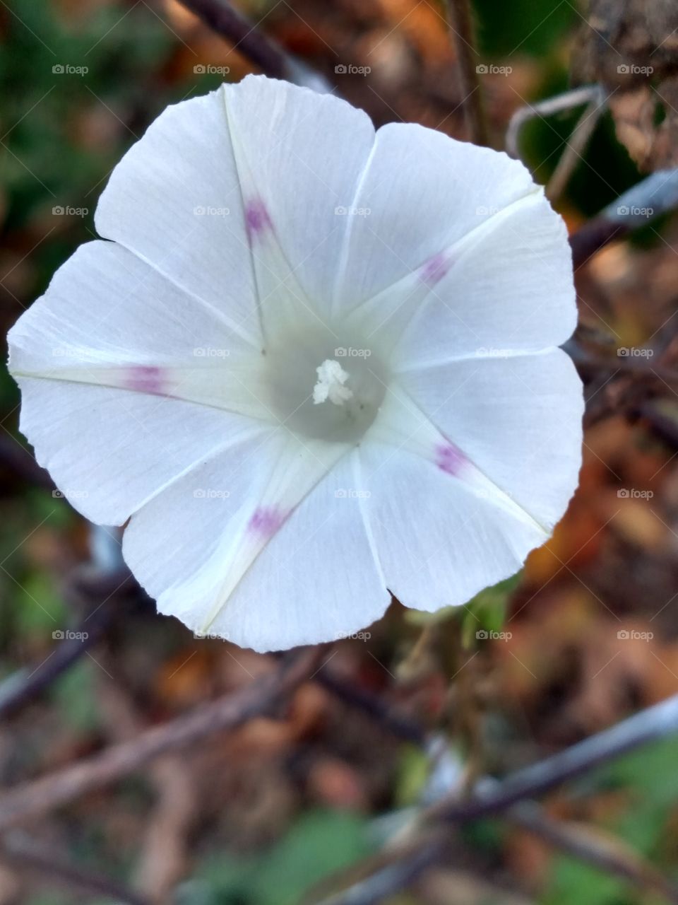 dainty little white flower with pink accents