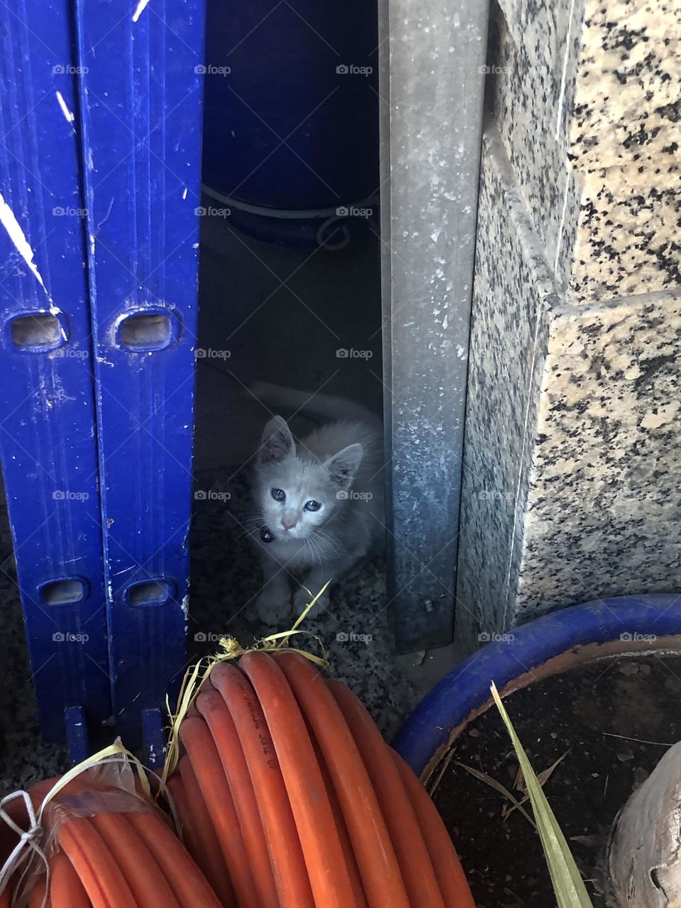 Beautiful cat looking at camera 