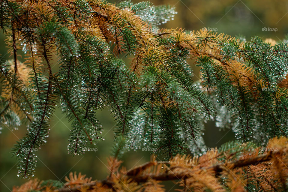 Pine trees with few drops.