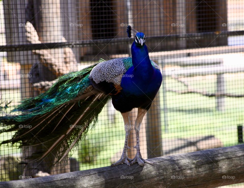 Peacock strutting his stuff