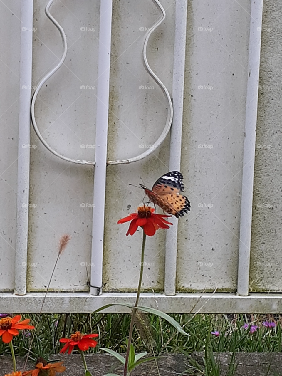 portrait of a red flower with an orange  butterfly