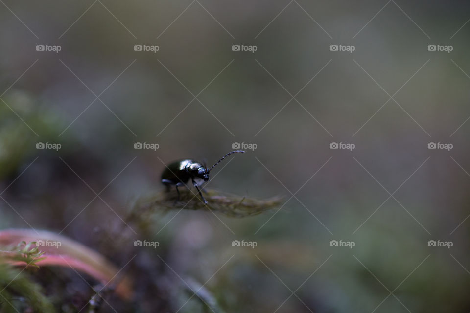 Bug on the leaf