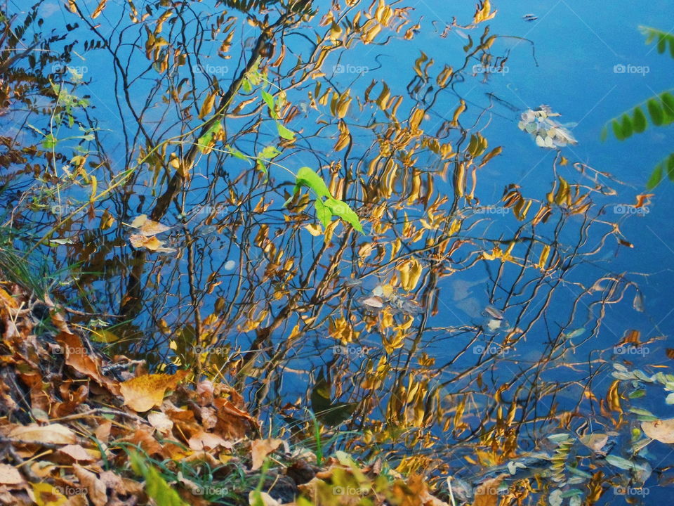 golden autumn in the hydropark of the city of Kiev, Ukraine