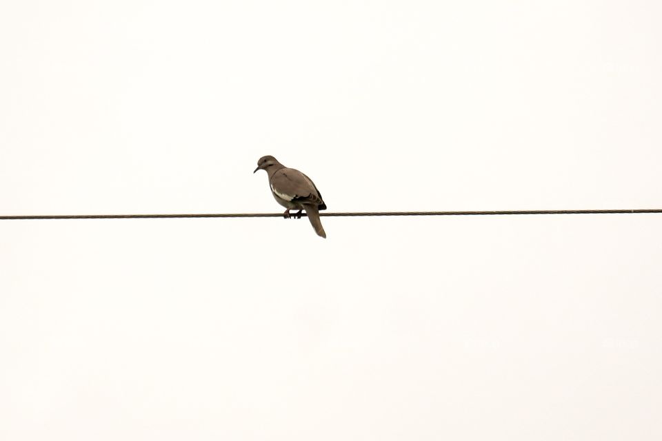 Bird perching on a wire
