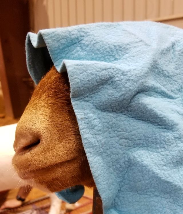 Goat Vader