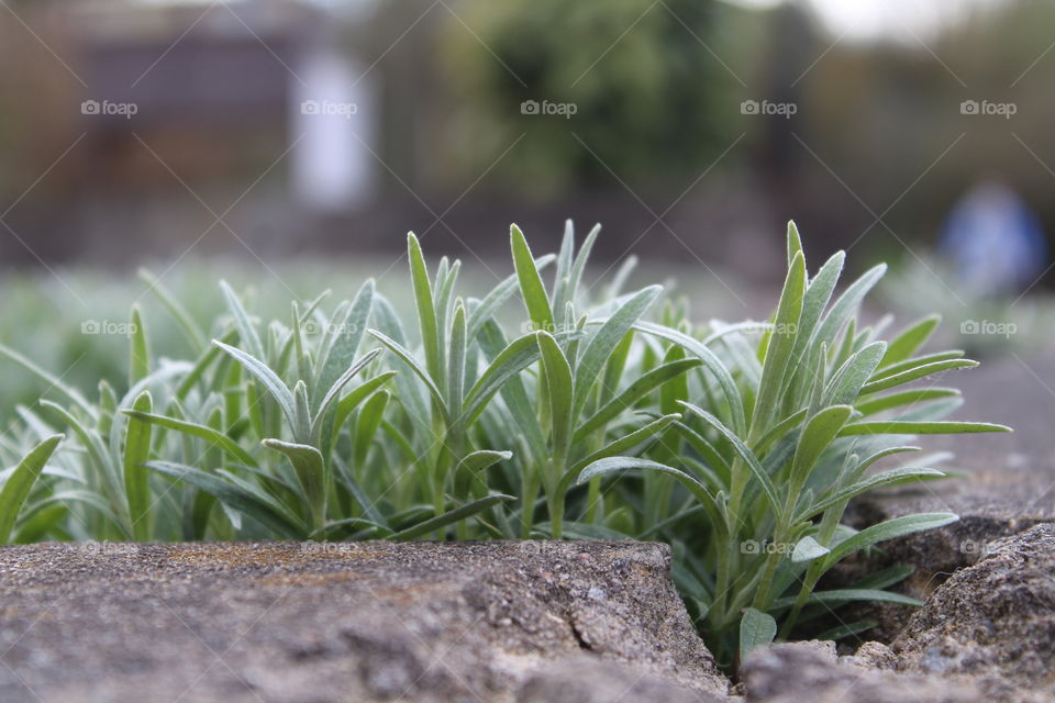 Outside walking on the street and you see small spring grass growing in the lead.