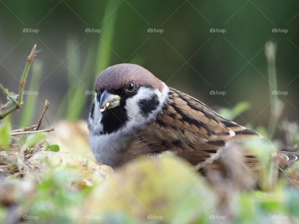 Sparrow