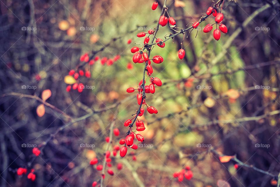Winter, Tree, Branch, Nature, No Person
