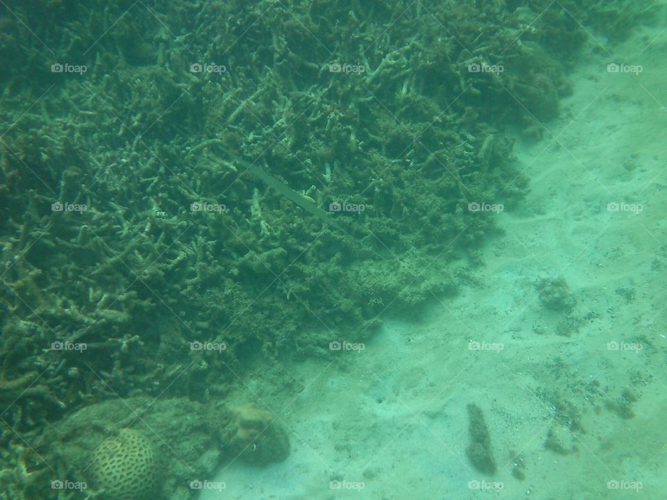 Corals in canyon cove