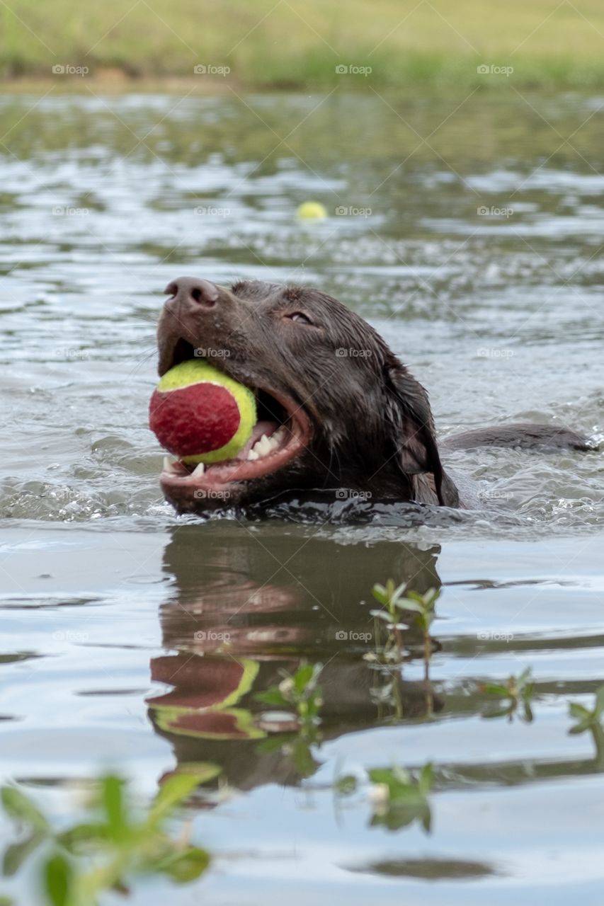 Foap, Dogs of the USA: A beautiful young Labrador Retriever so happy to play fetch in the pond. 