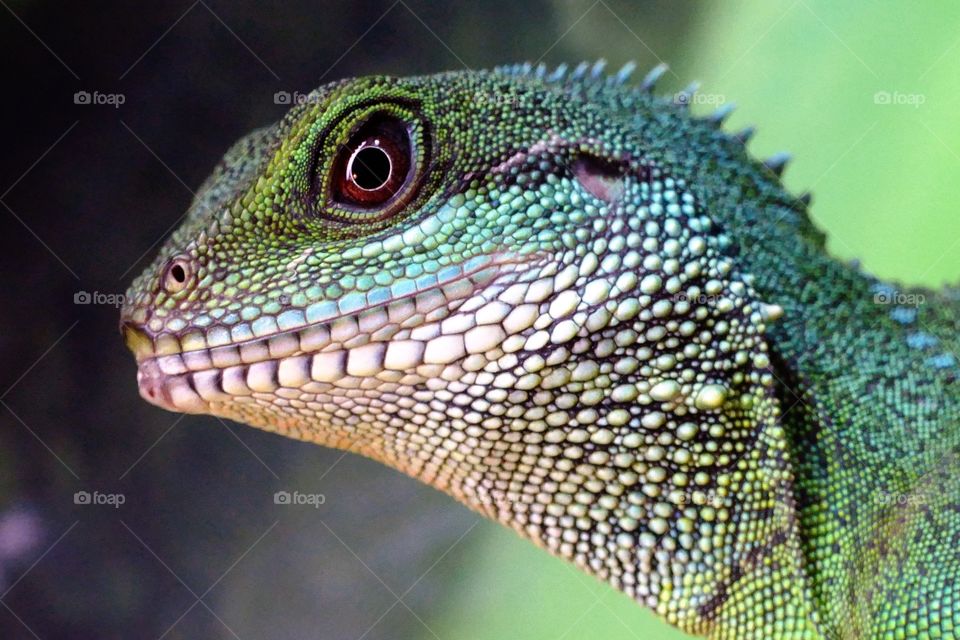 Reptile