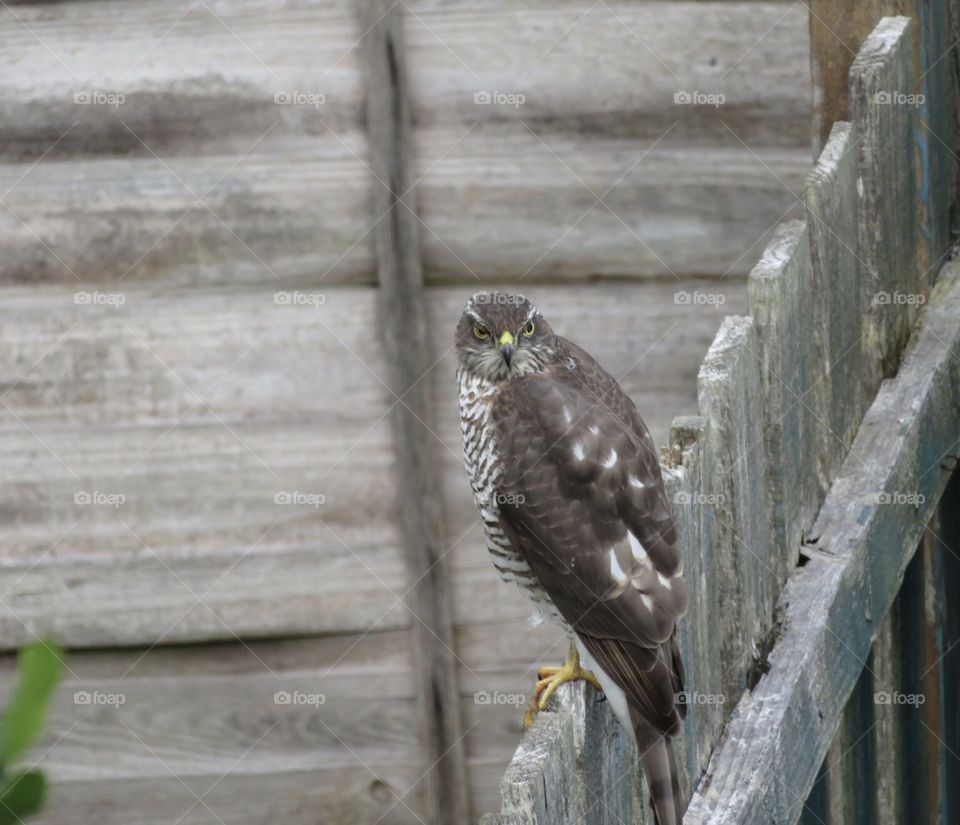 Sparrowhawk 