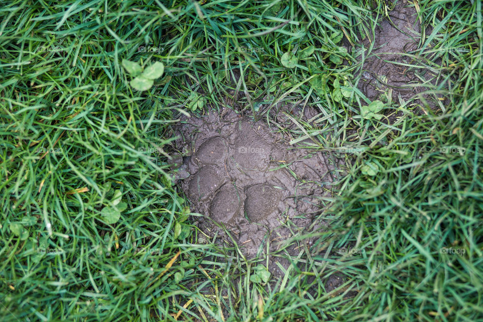 dog paw captured in the mud