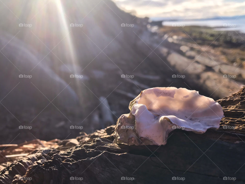 I took this with my i7plus phone. The sun was still rising & was peaking over an embankment creating a beautiful sunbeam & backlighting the translucent pale pink oyster shell. 