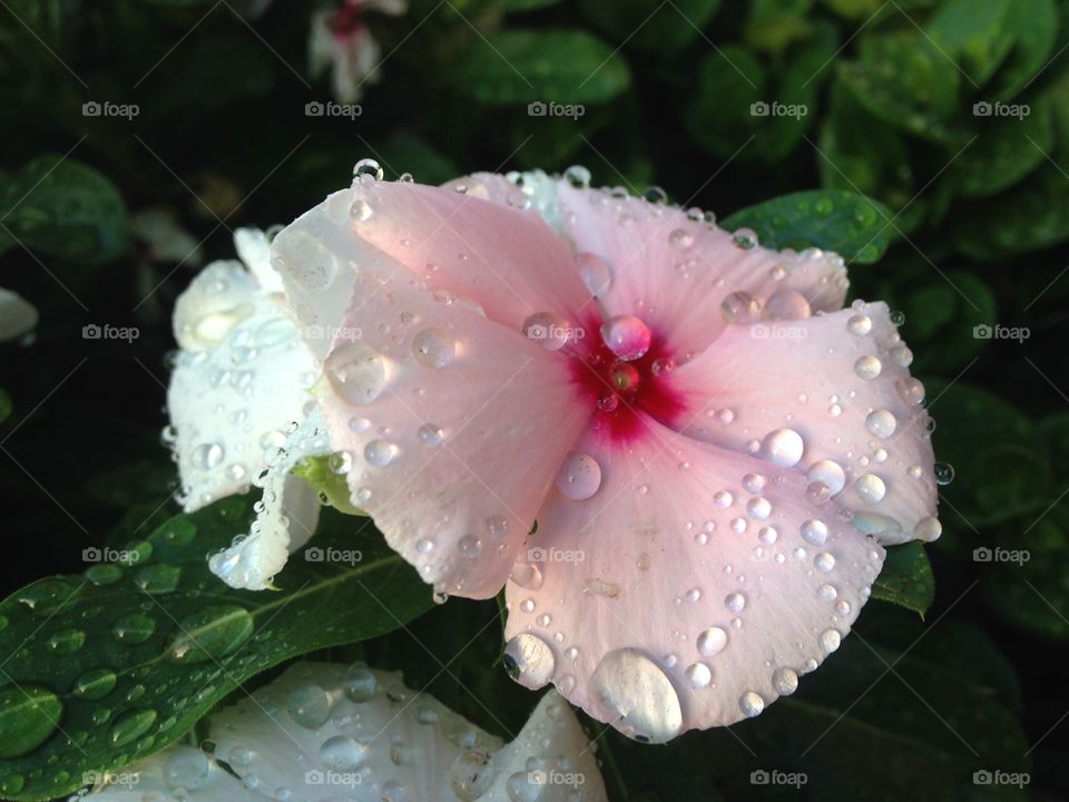 water droplet flower